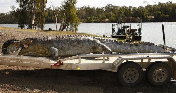 世界上最大的鳄鱼（最大的鳄鱼有多大？有多长？）-第2张图片