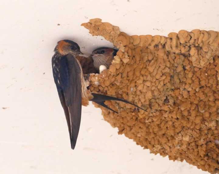斑鸠孵蛋要多长时间（关于斑鸠搭窝和孵蛋的简单介绍）-第15张图片