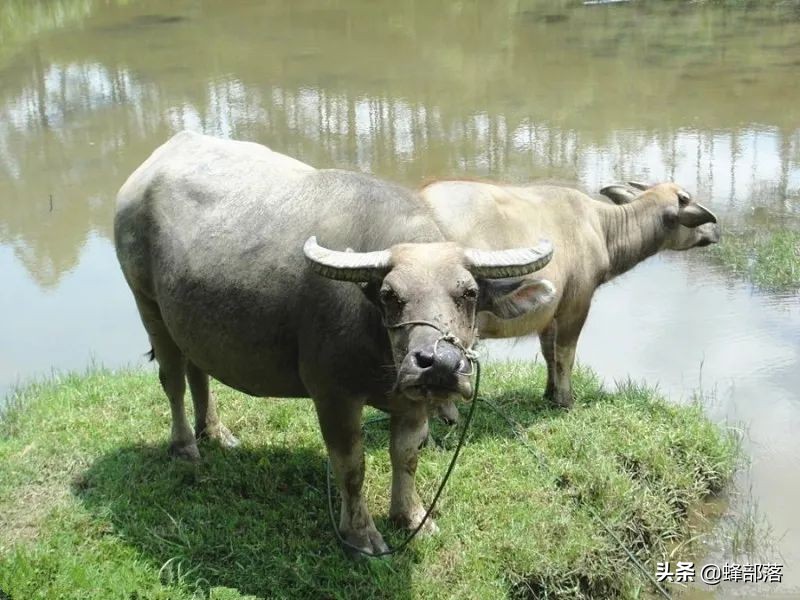 水牛和黄牛的区别在于哪里（水牛和黄牛有什么不同）-第7张图片