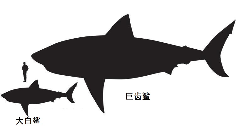 鲨鱼是什么动物种类（鲨鱼是动物还是鱼类究竟能长多大）-第5张图片