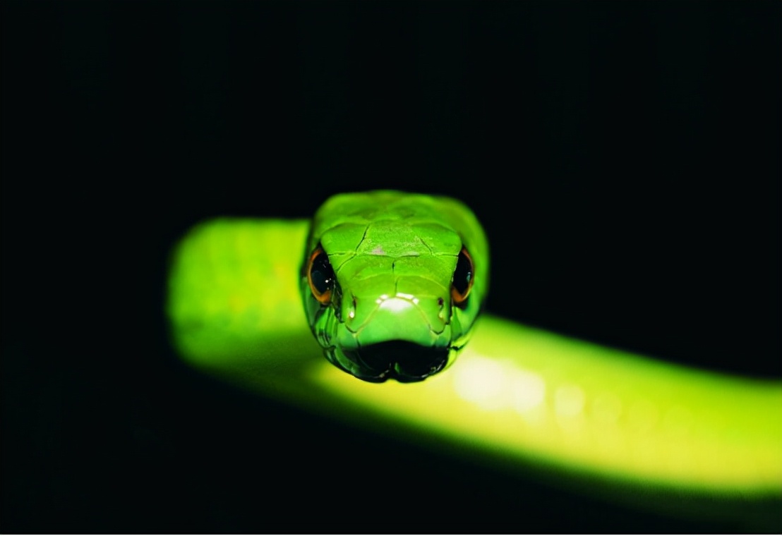 蛇的寿命一般多少年（自然界中蛇类一般可以存活多少年）-第8张图片