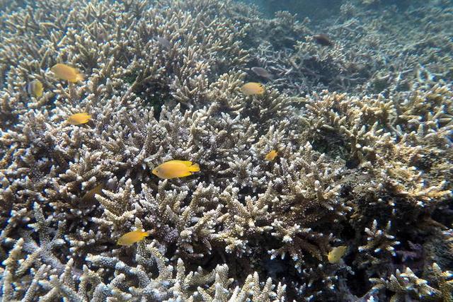 珊瑚是动物吗（珊瑚是什么生物怎么生存主要分布在哪里）-第5张图片