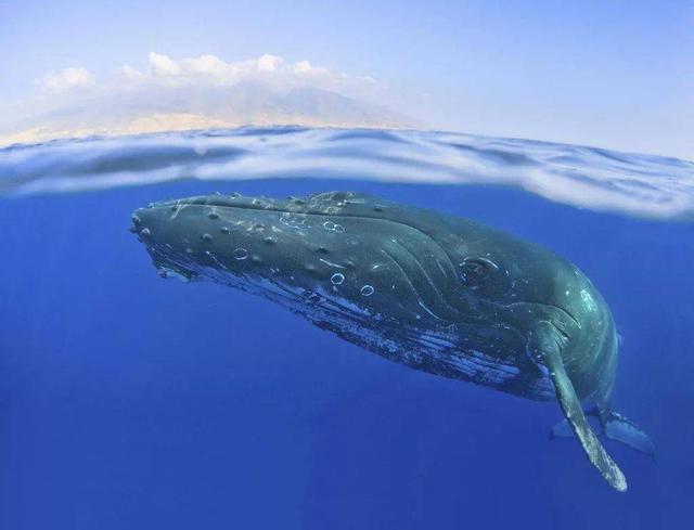 一头鲸有多重多少吨（鲸鱼死亡以后为什么会爆炸呢）-第3张图片