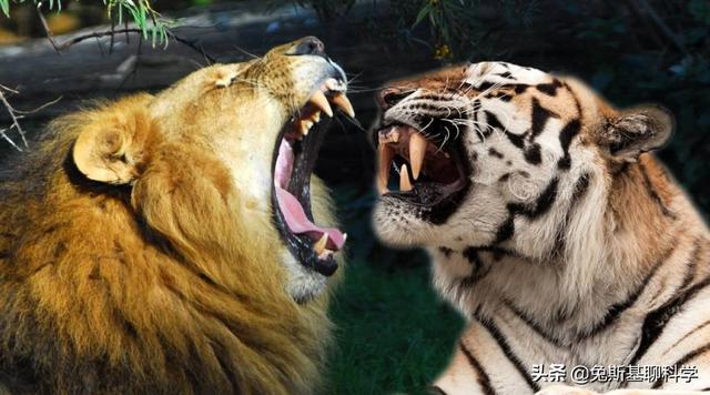 几头雄狮可以打赢一头东北虎（一只东北虎曾杀过30只狮子）-第3张图片