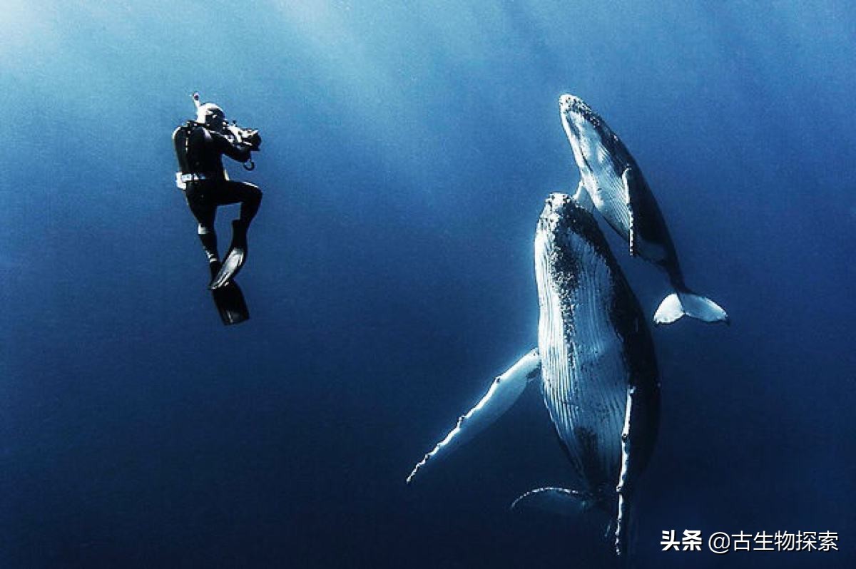 鲸鱼是哺乳动物吗(听说鲸鱼是哺乳动物，可它是通过什么方式来喂养小鲸鱼的呢)-第11张图片