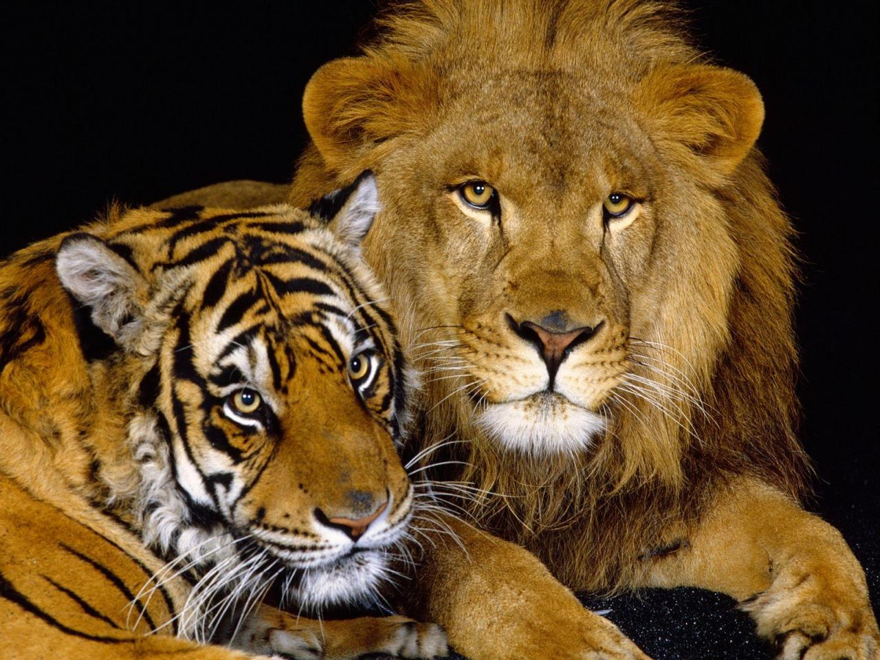 真正的万兽之王是谁（老虎vs狮子谁厉害）-第4张图片