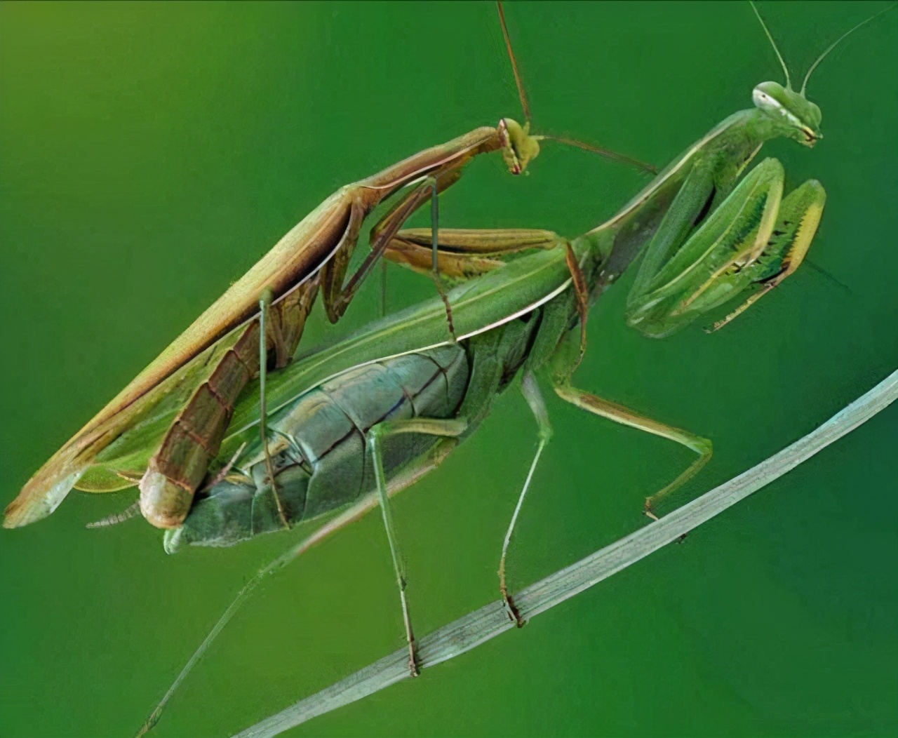 螳螂为什么要吃掉自己的配偶(农村野外树林里，为啥雌螳螂交配时候要吃掉公螳螂)-第11张图片