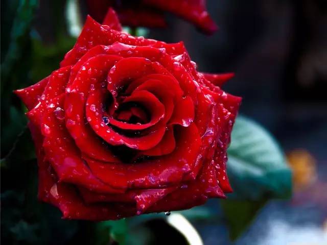 黑色玫瑰的花语是什么意思(蓝色玫瑰的花语是什么意思)-第1张图片