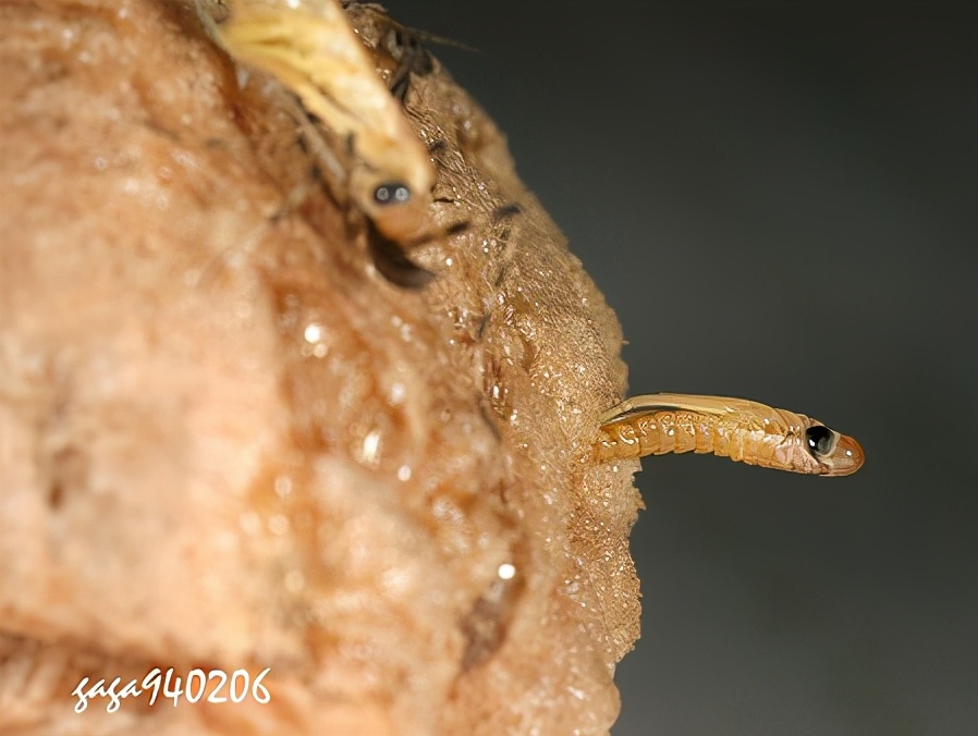螳螂为什么要吃掉自己的配偶(农村野外树林里，为啥雌螳螂交配时候要吃掉公螳螂)-第17张图片