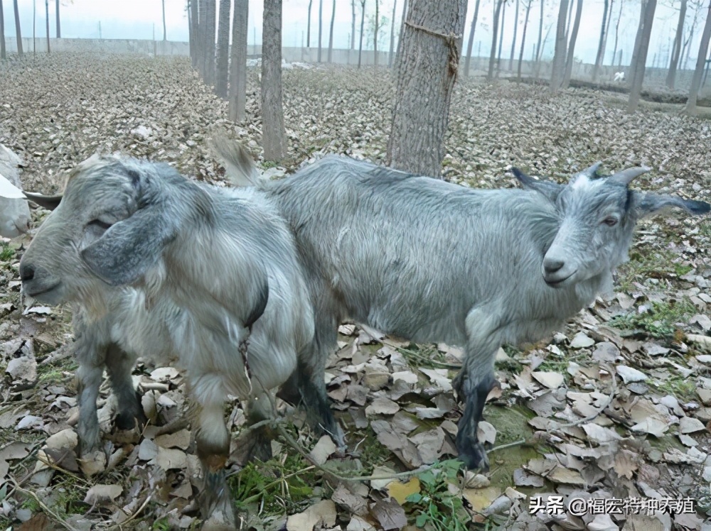 一胎六七只的山羊品种（什么品种的山羊繁殖速度快）-第4张图片