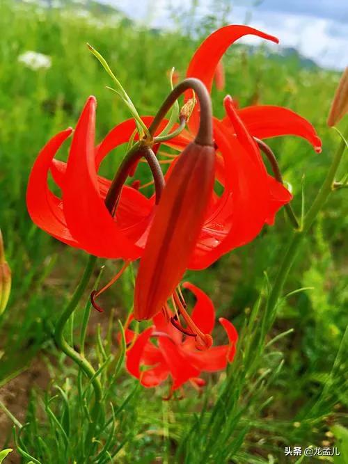 藏语中萨日朗什么意思（火红的萨日朗是一种什么花）-第5张图片