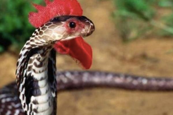 鸡冠蛇真实照片（民间传闻最广的鸡冠蛇是否真的存在）-第1张图片