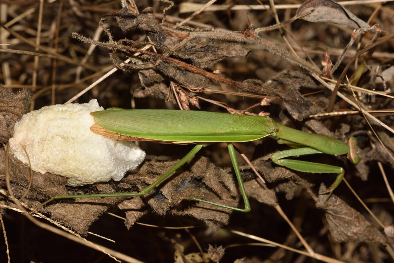 螳螂为什么要吃掉自己的配偶(农村野外树林里，为啥雌螳螂交配时候要吃掉公螳螂)-第9张图片