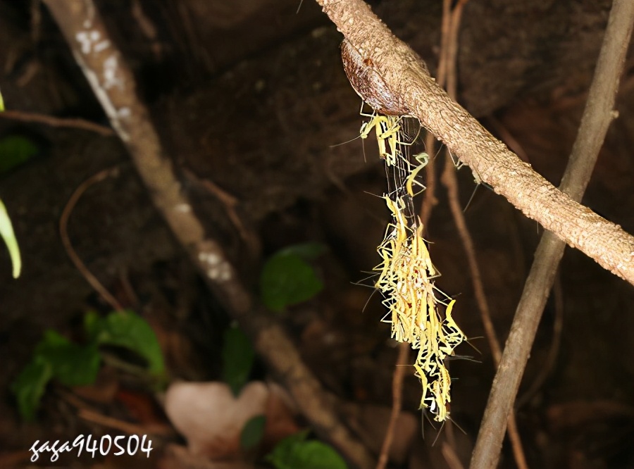 螳螂为什么要吃掉自己的配偶(农村野外树林里，为啥雌螳螂交配时候要吃掉公螳螂)-第18张图片