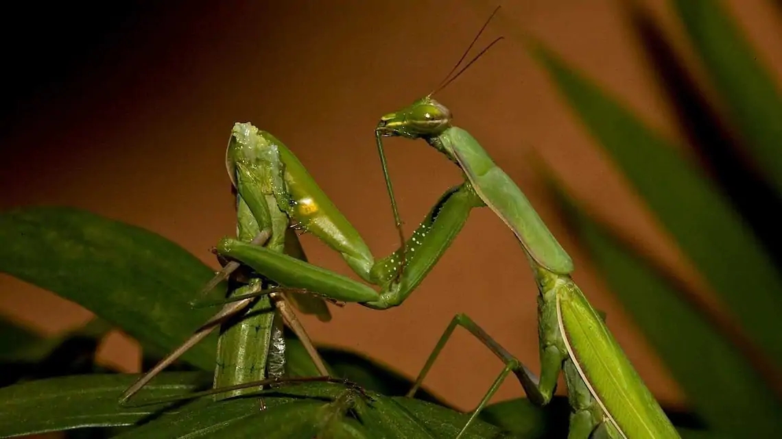 螳螂为什么要吃掉自己的配偶(农村野外树林里，为啥雌螳螂交配时候要吃掉公螳螂)-第2张图片