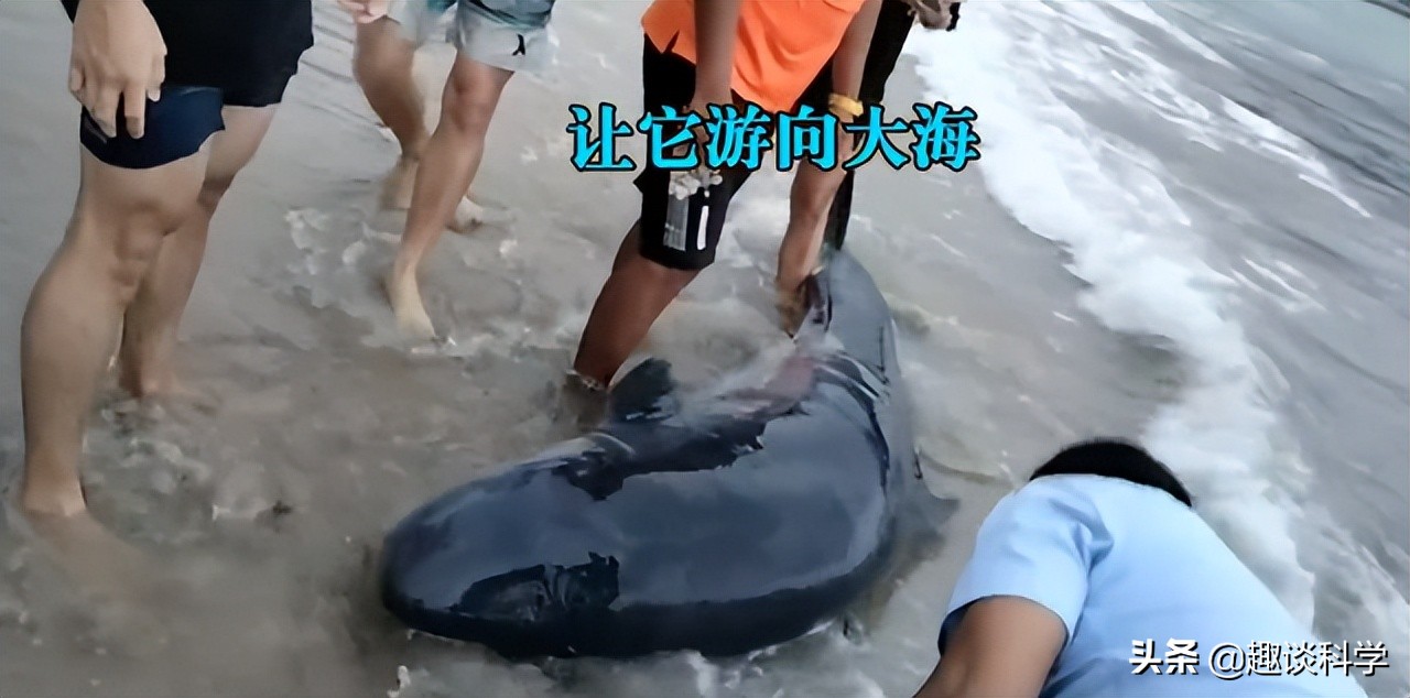 中国抹香鲸搁浅事件案例（抹香鲸为什么会被搁浅死亡）-第15张图片