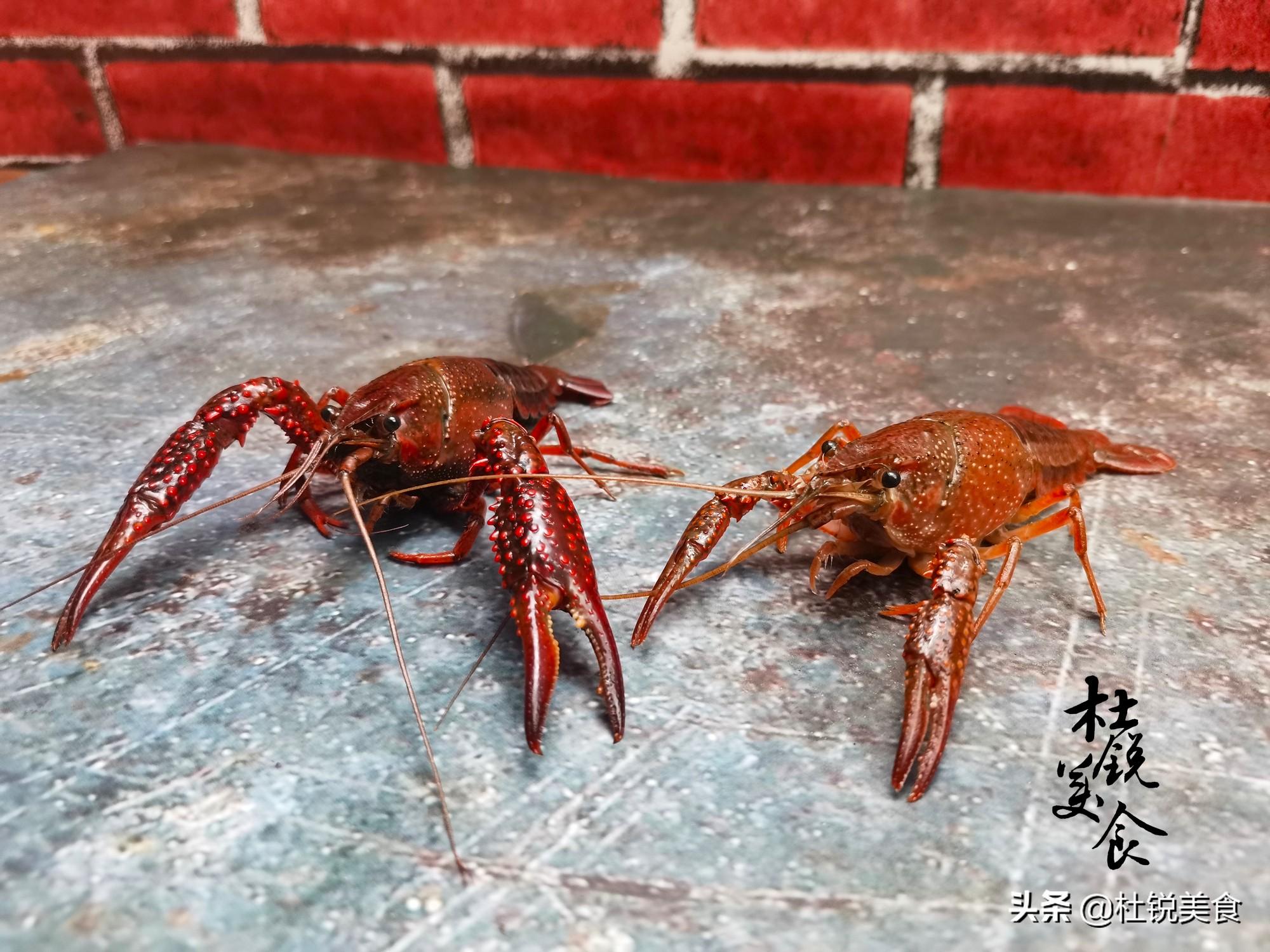 龙虾红的贵还是青的贵（青色龙虾和红色龙虾的区别）-第4张图片