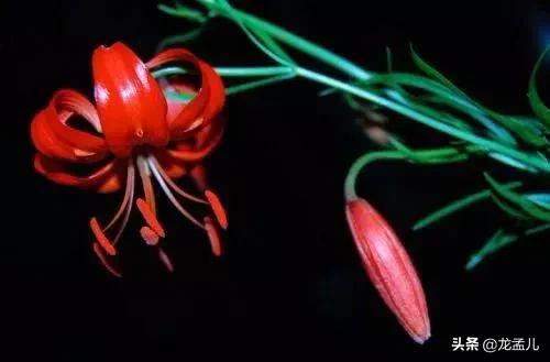 藏语中萨日朗什么意思（火红的萨日朗是一种什么花）-第7张图片