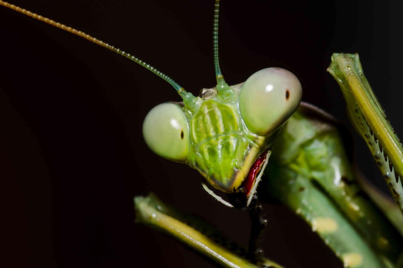 螳螂为什么要吃掉自己的配偶(农村野外树林里，为啥雌螳螂交配时候要吃掉公螳螂)-第4张图片