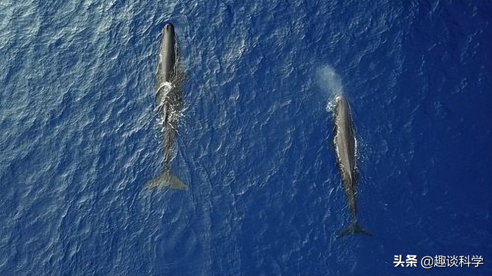 中国抹香鲸搁浅事件案例（抹香鲸为什么会被搁浅死亡）-第13张图片