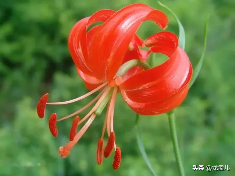 藏语中萨日朗什么意思（火红的萨日朗是一种什么花）-第2张图片