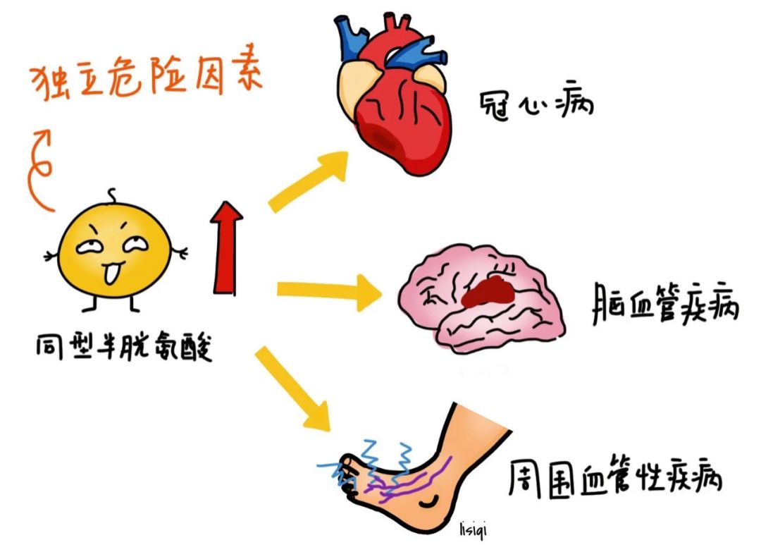 高同型半胱氨酸会增加心脑血管疾病的风险，被称为第四高-第4张图片