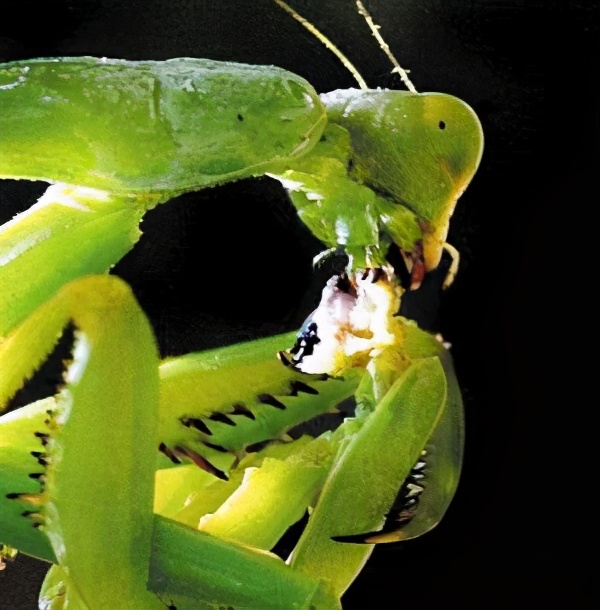螳螂为什么要吃掉自己的配偶(农村野外树林里，为啥雌螳螂交配时候要吃掉公螳螂)-第10张图片