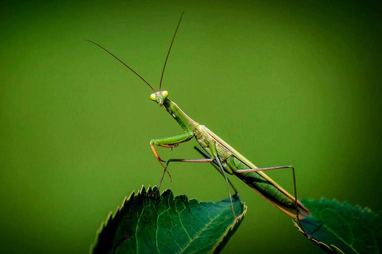螳螂为什么要吃掉自己的配偶(农村野外树林里，为啥雌螳螂交配时候要吃掉公螳螂)-第6张图片