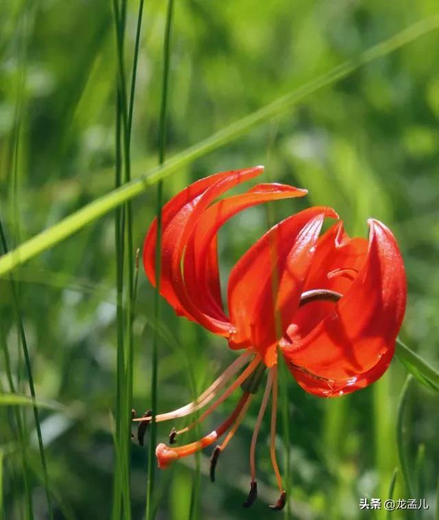 藏语中萨日朗什么意思（火红的萨日朗是一种什么花）-第4张图片