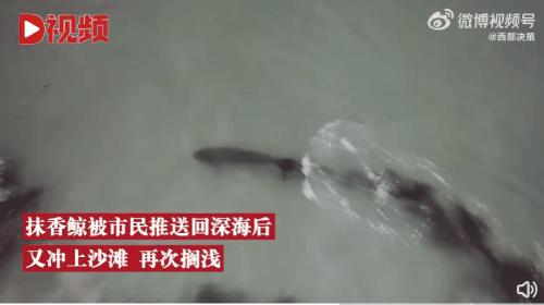 中国抹香鲸搁浅事件案例（抹香鲸为什么会被搁浅死亡）-第2张图片
