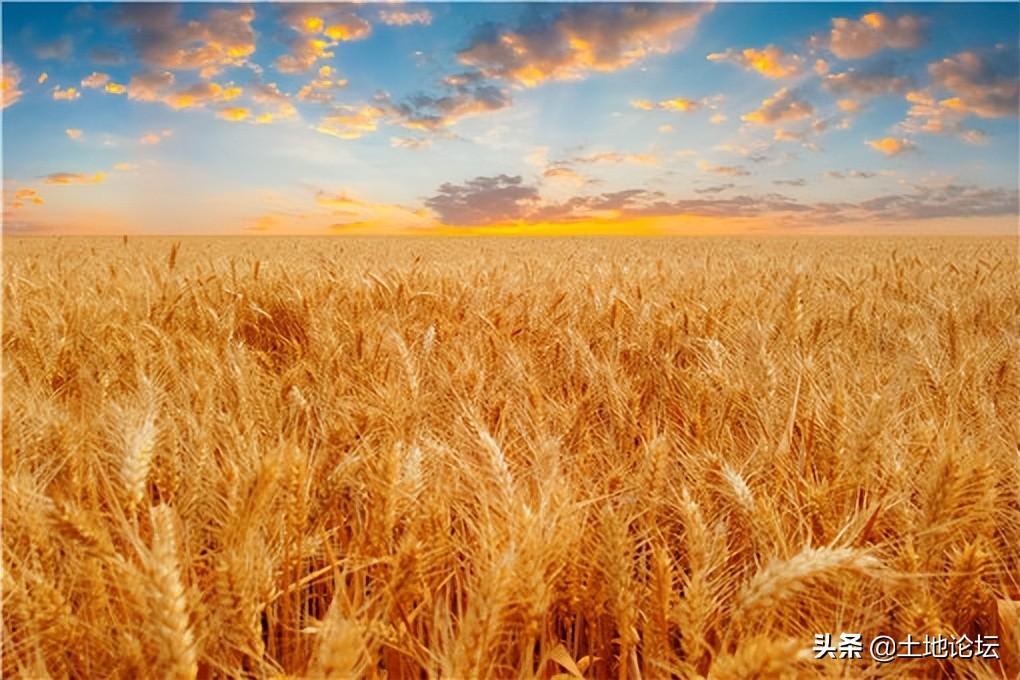 麦子什么时候成熟,麦子一般几月份收获-第2张图片