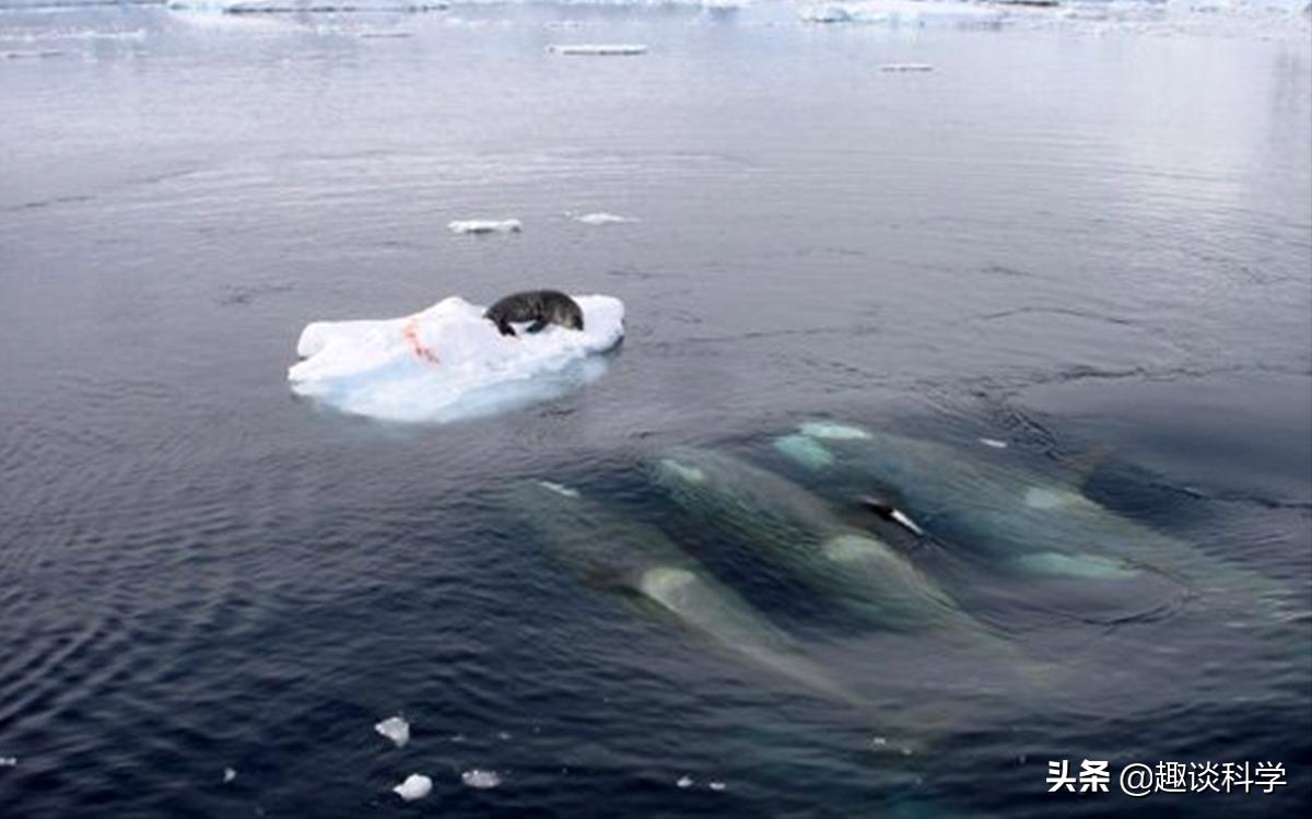 中国抹香鲸搁浅事件案例（抹香鲸为什么会被搁浅死亡）-第16张图片