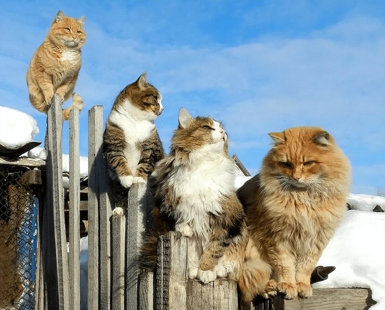 猫的品种有哪些(俄罗斯猫的品种有哪些)-第1张图片