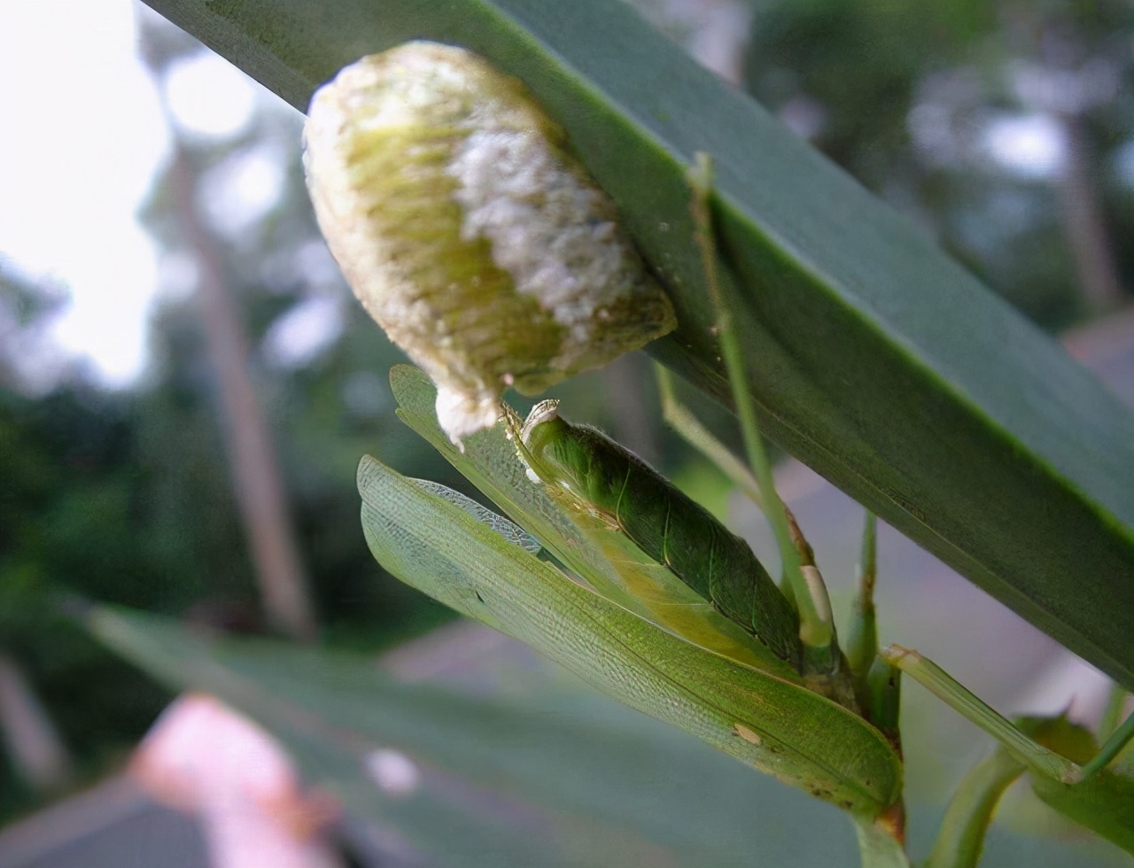 螳螂为什么要吃掉自己的配偶(农村野外树林里，为啥雌螳螂交配时候要吃掉公螳螂)-第8张图片