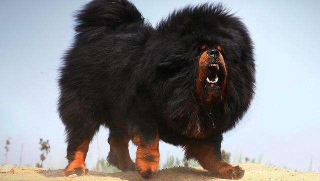 世界上最大的狗叫什么名字（体型巨大的狗有多重图片）-第1张图片