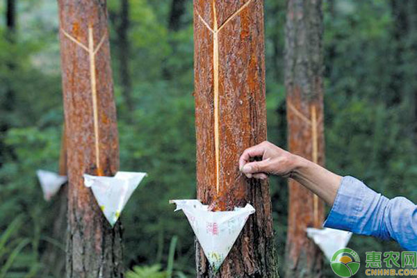 松树油有什么用途（2022年松树油大概多少钱一斤）-第2张图片