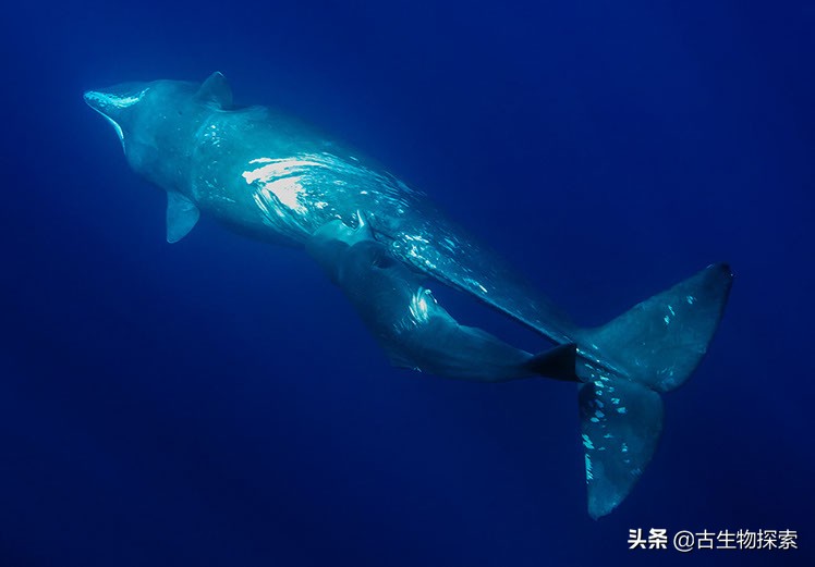 鲸鱼是哺乳动物吗(听说鲸鱼是哺乳动物，可它是通过什么方式来喂养小鲸鱼的呢)-第7张图片