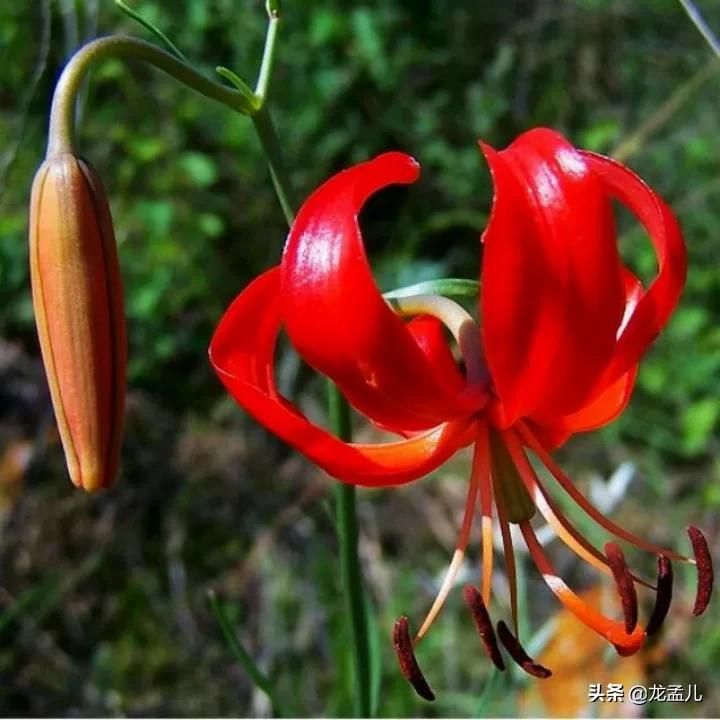 藏语中萨日朗什么意思（火红的萨日朗是一种什么花）-第1张图片