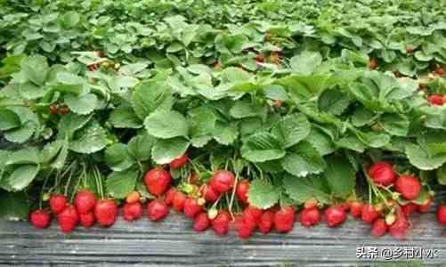 草莓什么时候种植最好（草莓零基础种植方法）-第3张图片
