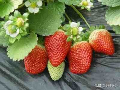 草莓什么时候种植最好（草莓零基础种植方法）-第1张图片