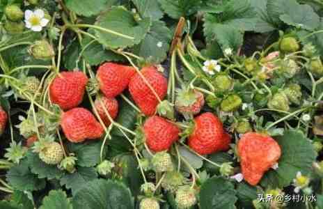 草莓什么时候种植最好（草莓零基础种植方法）-第4张图片
