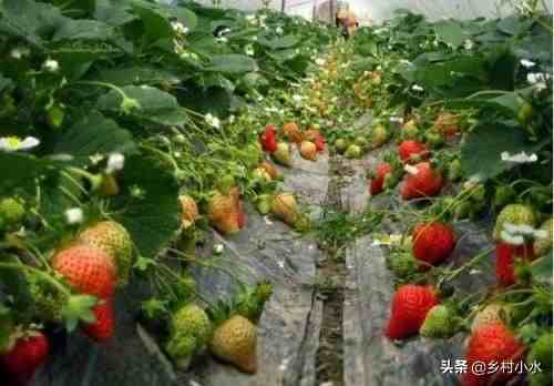 草莓什么时候种植最好（草莓零基础种植方法）-第7张图片