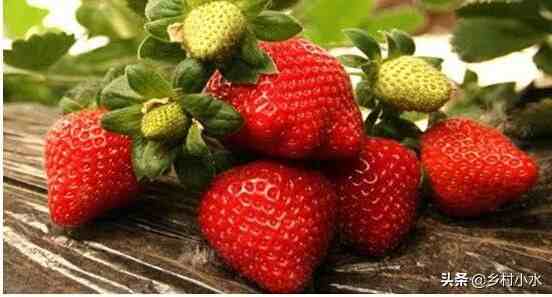 草莓什么时候种植最好（草莓零基础种植方法）-第6张图片