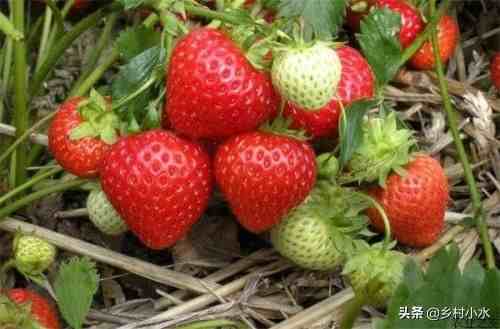 草莓什么时候种植最好（草莓零基础种植方法）-第8张图片
