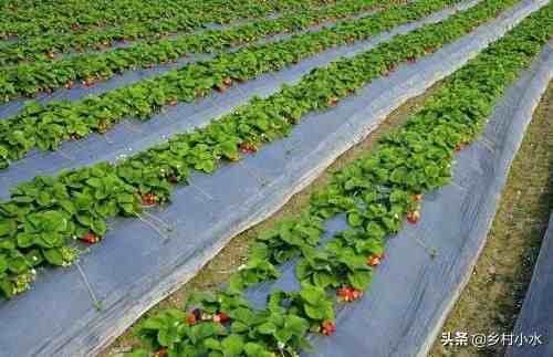 草莓什么时候种植最好（草莓零基础种植方法）-第5张图片