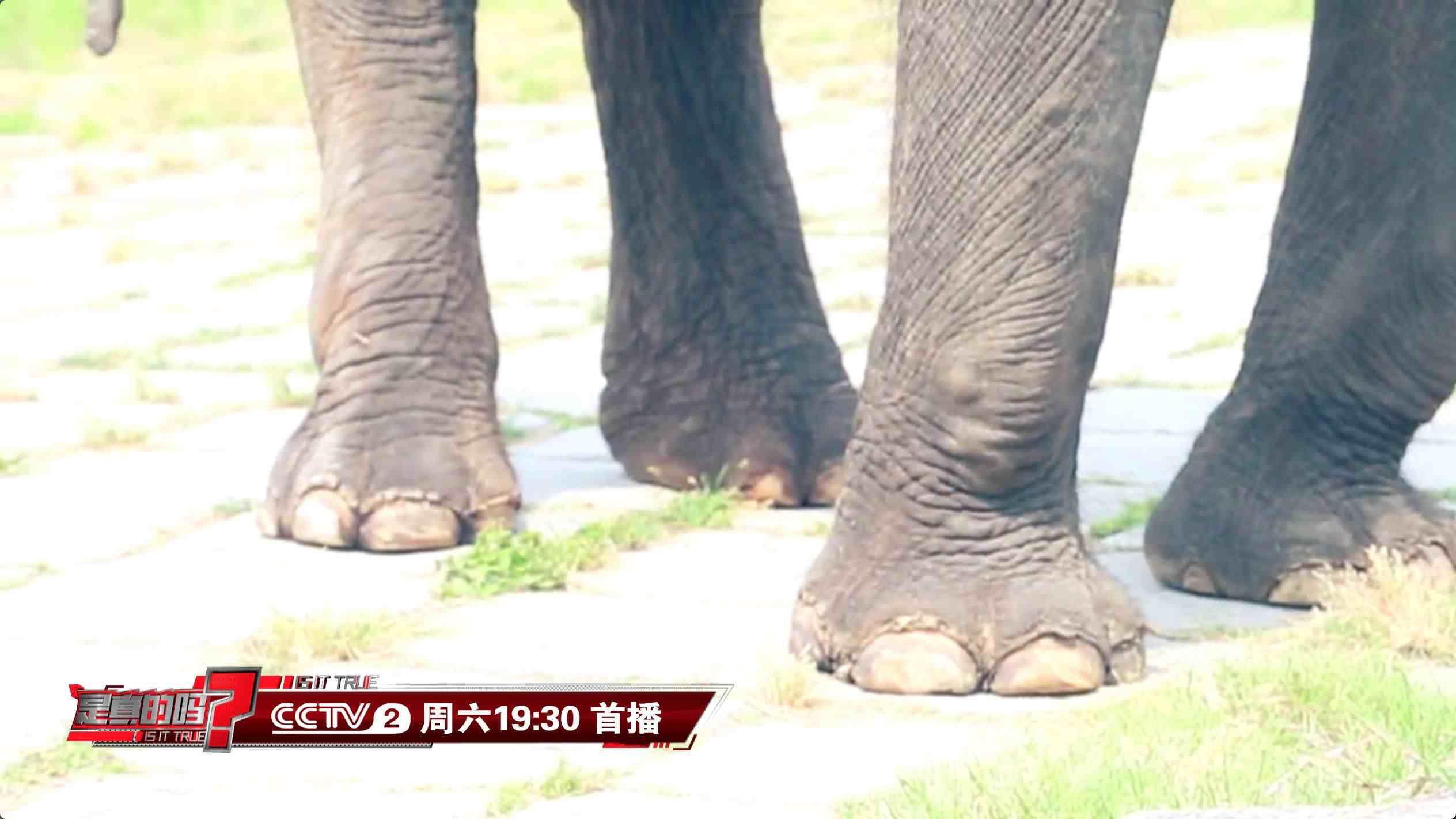 大象的脚印像什么（通过脚印就可测量大象身高）-第2张图片