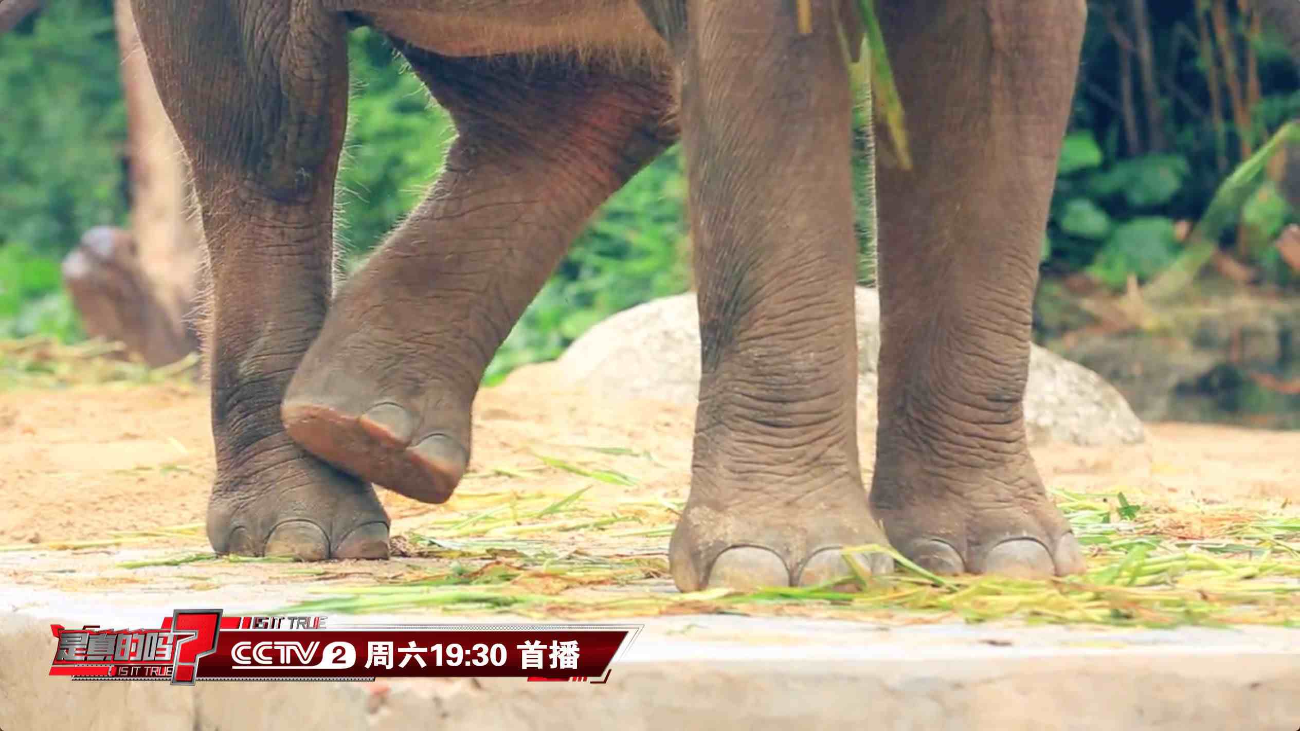 大象的脚印像什么（通过脚印就可测量大象身高）-第4张图片