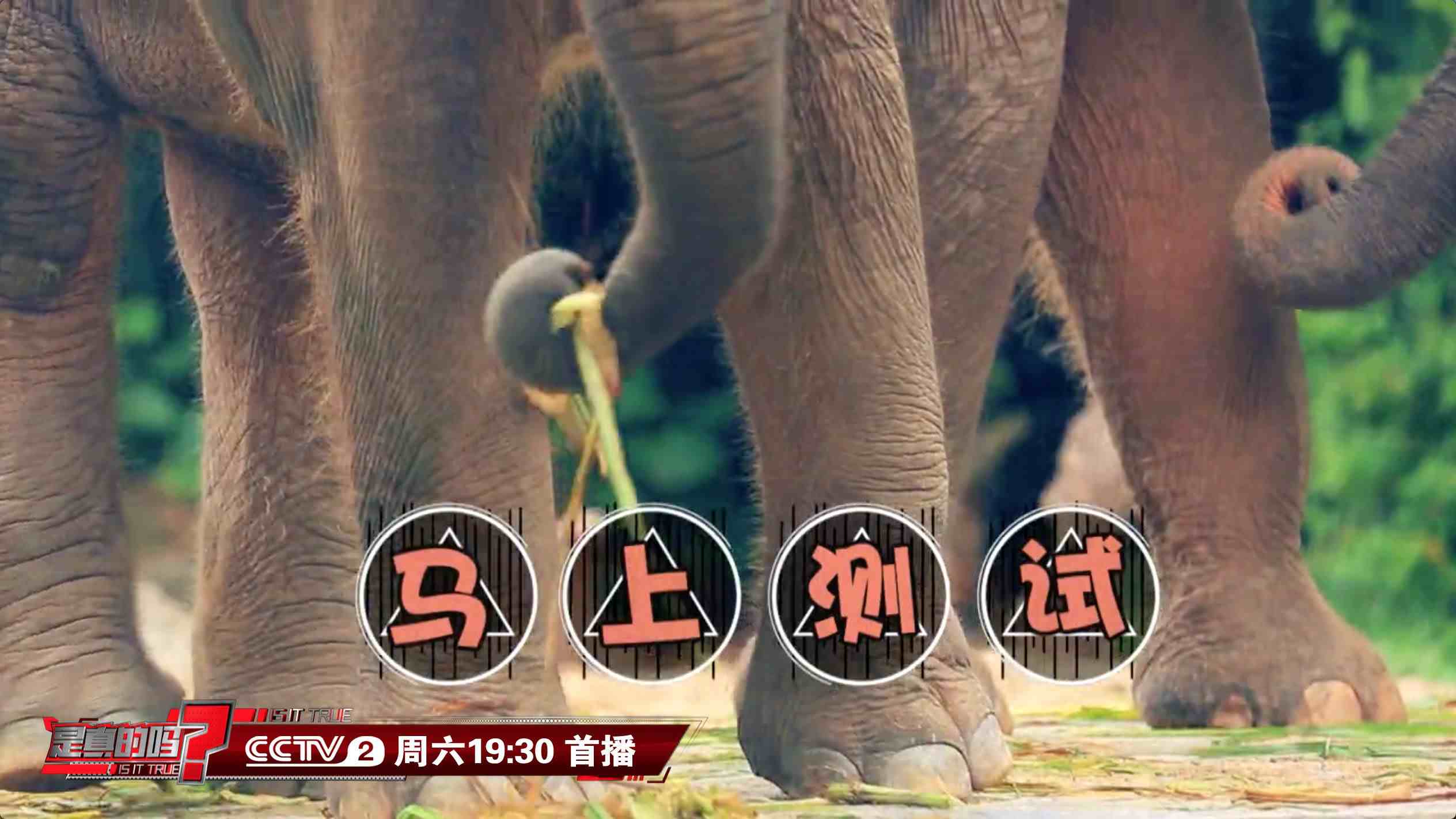 大象的脚印像什么（通过脚印就可测量大象身高）-第6张图片