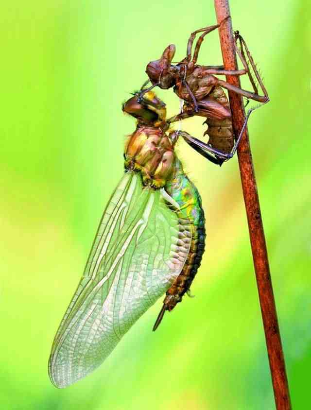 蜻蜓的生活习性（关于蜻蜓的一些常识）-第6张图片