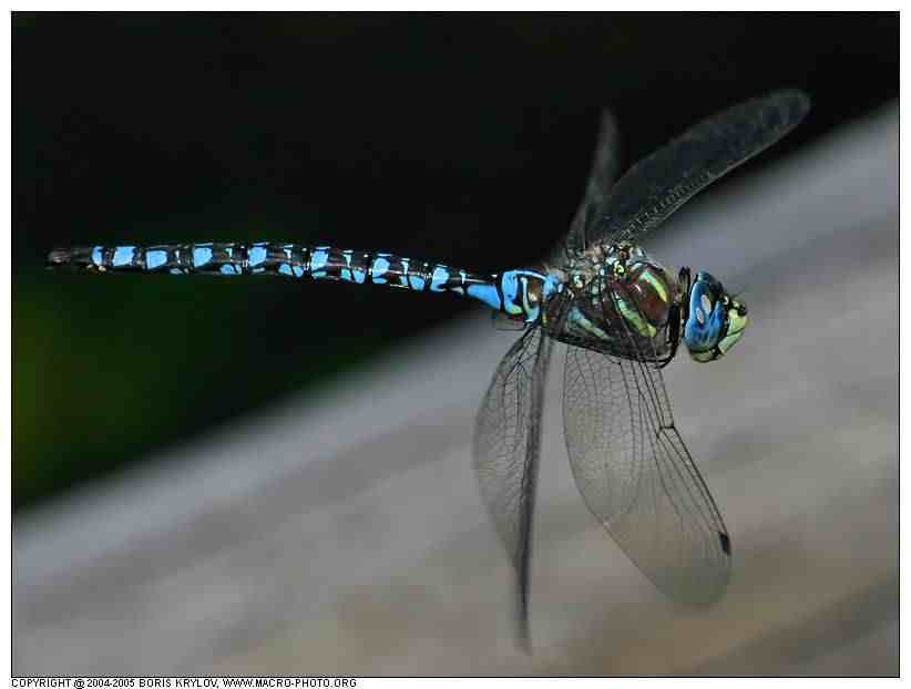 蜻蜓的生活习性（关于蜻蜓的一些常识）-第12张图片